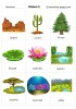 Nature 5 flashcards